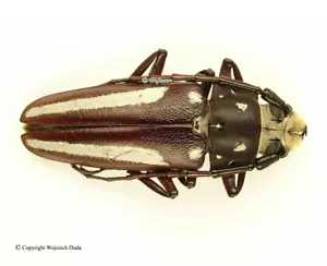 Callipogon lemoinei - male, very rare 42-3mm, Venezuela - Bild 1 von 1