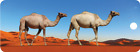 Camels - Motion Bookmark