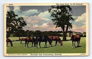 Vintage Kentucky Blue Grass Szene Pferde Postkarte Prestonsburg - Bild 1 von 7