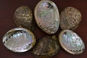 6 PCS BLUE ABALONE SHELL SMUDGING WICCAN SPIRITUAL POLISHED - Picture 1 of 1