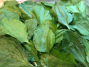 FRESCO RACCOLTO su ordinazione ~ Foglie di platano a foglia larga ~ Selvatico e pulito! Erba medicinale - Foto 1 di 3