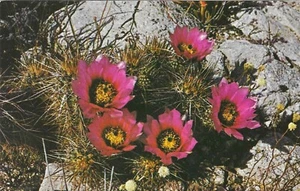 Vintage Cactus Chrome Postcard Echinocereus Hedgehog Bloom Flowers - Picture 1 of 2