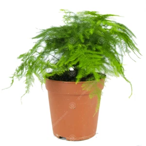 Asparagus setacea Plumosus Common Lace Fern Live Indoor Houseplant in 12cm Pot - Picture 1 of 5