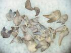 Permian Orthacanthus compressus freshwater shark teeth Texas Red Beds 3 per bid