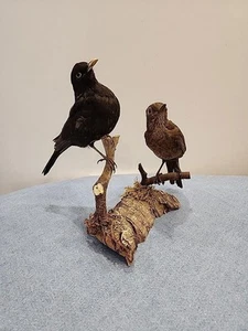 Taxidermia de montaje en mesa BK2 Pr mirlo euroasiático criado en cautivo (Turdus Merula) - Imagen 1 de 5