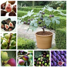 20 PCS Tiger Stripe Fig Tree Seed Heirloom Evergreen Bonsai Non-GMO Fruit