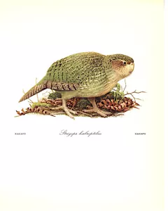 1970 Vintage Print Painting Kakapo Helmut Diller Endangered Animal Bird Birds - Picture 1 of 1