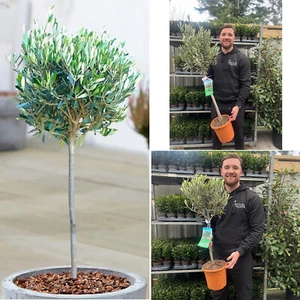 Large Olive Tree Plant Lollipop Olea Europea Garden Evergreen in 3L Pot 80-90cm - Picture 1 of 2