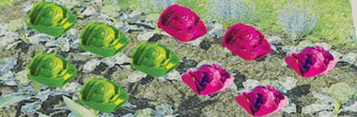 MRC JTT Scenery O Cabbages Lettuces Garden Plants 1/2" Width Train 20/pk 95528 - Image 1 of 3