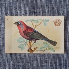VARIED BUNTING #4 Arm & Hammer Useful Birds of America THIRD Series Card 1922