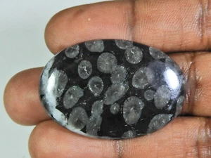 AA++ 55Cts.Natural Black Fossil Coral Oval Cabochon Loose Gemstone 28X41X5MM t82 - Picture 1 of 9