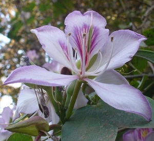 SAMEN Blumenbeet Sommer weisser Orchideenbaum Klassiker Zimmerpflanzen seltene - Bild 1 von 1
