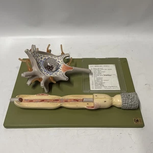 Somso BS35/1 Neuron Model Nervous System Nerve Celll Anatomical Model - Picture 1 of 5