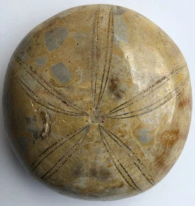 Polished Fossil Sand Dollar, Echinoid, Sea Urchin Test, item FREE POST ! - Picture 1 of 7