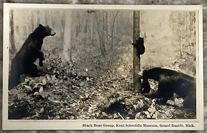 Black Bear Group Kent Scientific Museum Grand Rapids Michigan RPPC Postcard B720 - Picture 1 of 3