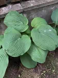 Hosta 'Step Brother' Plantain Lily Plant Shipping Spring 2025 - Picture 1 of 2