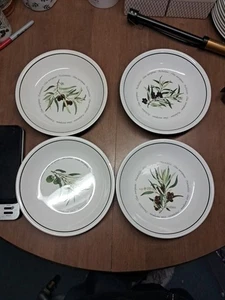 4 Williams Sonoma Botanical Olive Olea Europaea 9,5" Pastaschalen EUC + Eimer Aaa - Bild 1 von 6