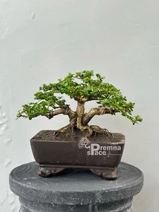 Beautifull Trees !!! Premna Microphylla Actual Bonsai Tree | Real Picture - Picture 1 of 2
