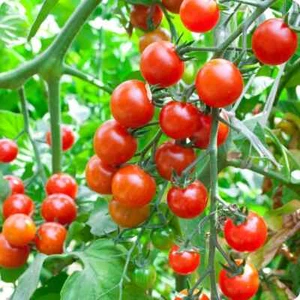 Tomato Sweetie Seeds - Picture 1 of 2
