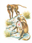 Dschelada Primaten Meerkatzenverwandte - Kunstdruck-Bild - 25,5 x 17,5 cm