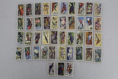 43X Tropical Birds 1961 Brooke Bond Tea Cards, Incomplete Set - Image 1 of 4