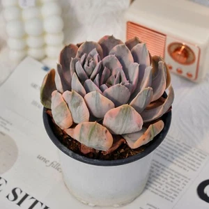 5" Echeveria ruyonii bunte, lebende Sukkulenten Pflanzen, seltene Pflanzen - Bild 1 von 9