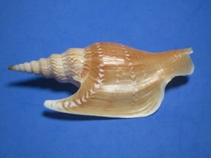Strombus listeri Gray, 1852 " A CLASSIC COLLECTIBLE!" (127.0mm) - Picture 1 of 5