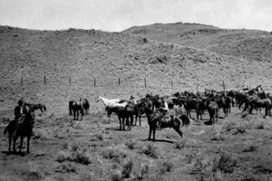 Horses from National Forest Rangers by Vintage Western Photography Giclee Print - Picture 1 of 3
