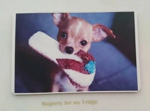 CHIHUAHUA PUPPY DOG WITH SLIPPER - M377 F - Imagen 1 de 1