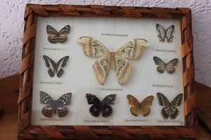 9 echte präparierte Schmetterlinge im Schaukasten 45 x 35 cm !! - Bild 1 von 4