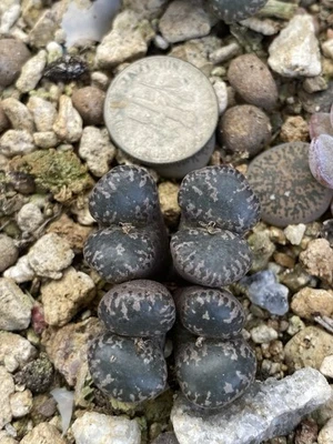 Conophytum Pellucidum Terricolor Rare Succulent Living Plant - Image 1 of 2