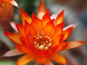 Chamaelobivia (Peanut Cactus) "Firecracka" Cactus Seeds (100 Seeds) - Picture 1 of 2