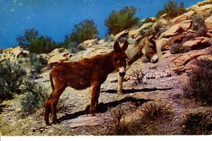 Vintage Postkarte California Sweethearsts of the Desert zwei zottelige Burros Esel - Bild 1 von 2