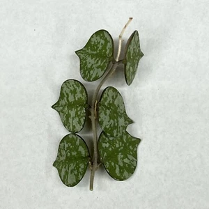 Hoya Curtisii 6 Leaf 3 Node UNROOTED CUTTING Wax Plant Houseplant Speckled - Picture 1 of 20