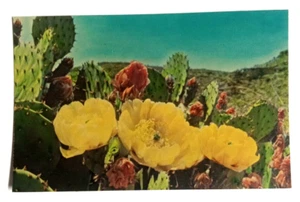 Prickly Pear Cactus Flowers Carlsbad Botanical State Park NM UNP Postcard c1960s - Picture 1 of 2