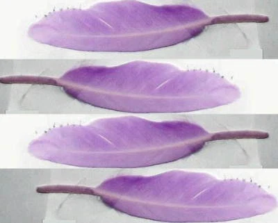 40 Duck Cosse feathers 4-6" LIGHT PURPLE Goose quills FlatRateShip $3.99 feather - Image 1 of 3