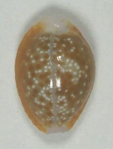 CYPRAEA HELVOLA 20,77 mm ESPECIMEN SUPER ELECCIÓN Guam - Imagen 1 de 4