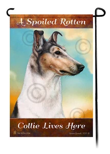 A Spoiled Rotten Blue Merle  Smooth Collie Lives Here - Picture 1 of 1