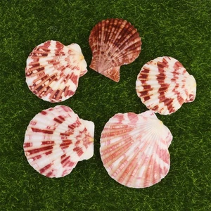 Shell Decorations Seashell Ornaments Decorative Shells Landscape Accessories - Imagen 1 de 11