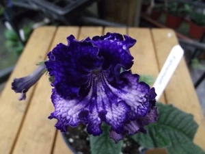 Streptocarpus Fahrenheith ( Last plant of the current stock ) - Picture 1 of 2