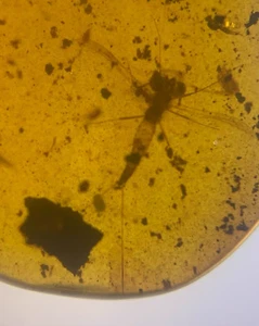 Burmite Fossil Cretaceous amber plankton insect Burmese amber Fossil Myanmar - Picture 1 of 6