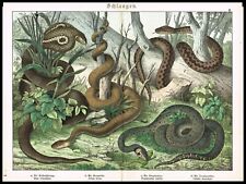 Snakes, Indian Cobra, European Viper Adder, Schubert's Naturgeschichte 1890