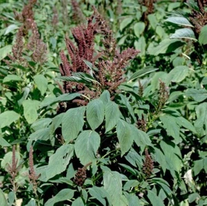 WILD Red Root Pigweed SEEDS~Amaranthus Retroflexus~Organic NGMO Herb/Fodder - Picture 1 of 3