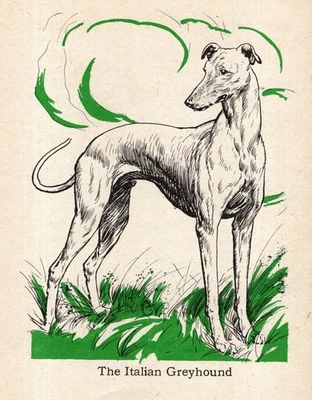 Винтажная итальянская борзая 1940 Диана Торн итальянская борзая искусство 6465a - Изображение 1 из 2