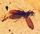 Coleoptera (Beetle) With Spread Elytra, Fossil Inclusion In Burmese Amber