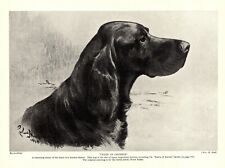 1930s Antique Gordon Setter Dog Art Print Peter of Crombie Ward Binks Art 4239h