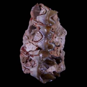 1.3" Oreodont Merycoidodon Fossil Jaw Tooth Bone Oligocene Age Badlands SD COA - Picture 1 of 9