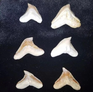 "Jurassic Treasure: Authentic 6 piecse Tiger Shark Teeth Fossil from Morocco's - Picture 1 of 8