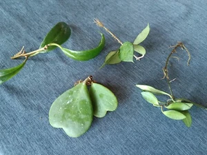 Hoya Set Paket Davidcummingii/Kerrii/Parasitica Black Margin/Incrassata - Bild 1 von 17