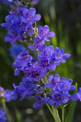 Penstemon Cyananthus, Wasatch 20 semilla perenne, polinizadores favor Foto 1 de 2